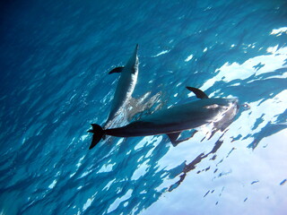 Dolphins. Spinner dolphin. Stenella longirostris is a small dolphin that lives in tropical coastal...