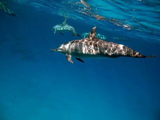 Dolphins. Spinner dolphin. Stenella longirostris is a small dolphin that lives in tropical coastal...