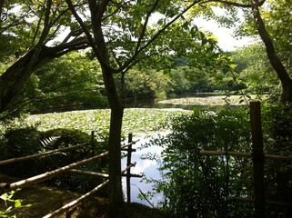 greenary pond heavenly place in Kyoto