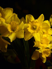 Obraz na płótnie Canvas spring daffodil in bloom on the black background