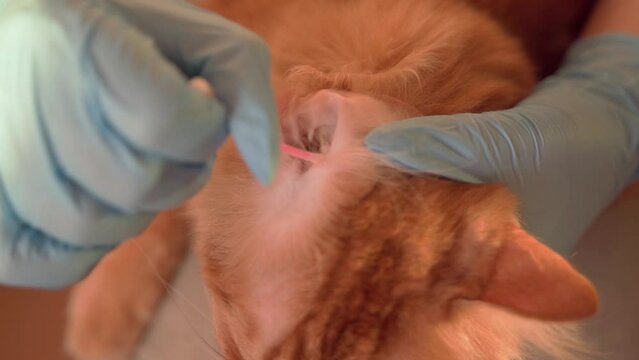 The veterinarian holds the cat, cleans the ears, looks at the fleas, caresses and combs the ginger cat, taking care of the long hair and ears. A girl doctor looks at the cat's hair and ears of a red c