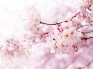 Fototapeta premium Cherry blossoms in full bloom. Pink flower buds about to bloom next to flowers. Intentionally shot with shallow depth of field for dreamy feel. 