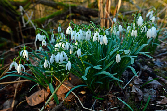 Common snowdrop // Schneegl&ouml;ckchen (Galanthus nivalis)
