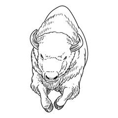 angry bison animal of america © MUMTAZ