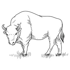 angry bison animal of america