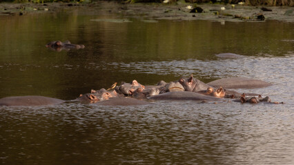 a pod of hippos in the waterhole