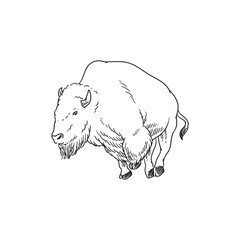 angry bison animal of america