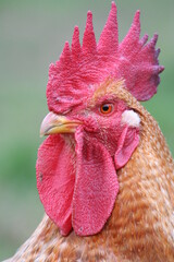 Rooster living outdoors. Close-up of rooster with red crest. Typical breed of the Basque Country. Raised in a natural and ecological way. Organic chicken.