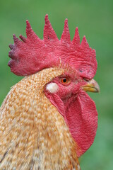 Rooster living outdoors. Close-up of rooster with red crest. Typical breed of the Basque Country. Raised in a natural and ecological way. Organic chicken.
