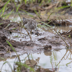 wood sandpiper with a frog catch