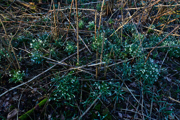 Schneeglöckchen // Common snowdrop (Galanthus nivalis)