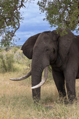 Fototapeta na wymiar a massive African elephant bull