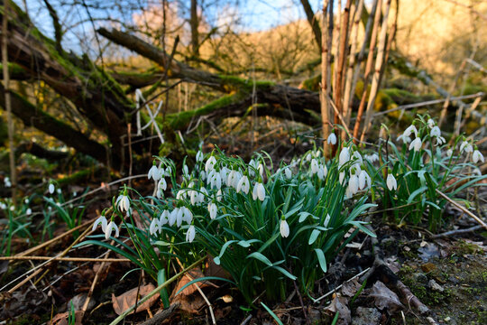Common snowdrop // Schneegl&ouml;ckchen (Galanthus nivalis)