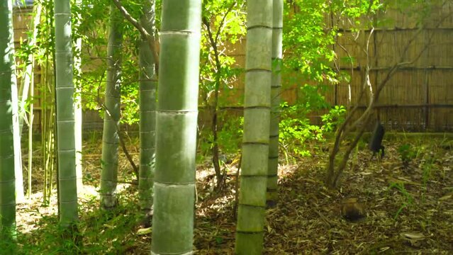 修善寺竹林の小径