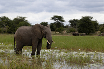Obraz premium Young African elephant bull in a waterhole