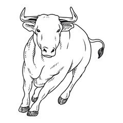 angry bull or buffalo matador