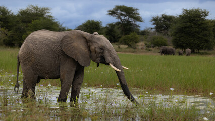 Young African elephant bull in a waterhole