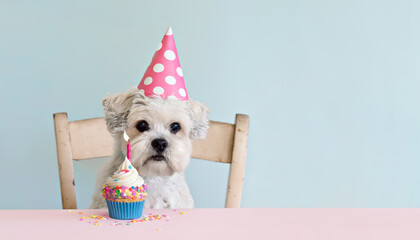 Cute white dog with celebration birthday cupcake