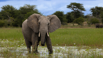 Young African elephant bull in a waterhole