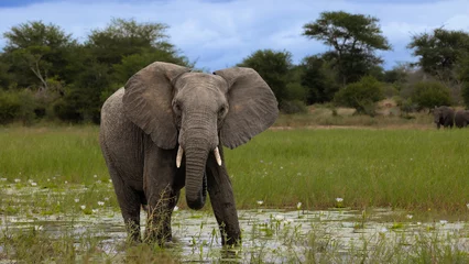 Rolgordijnen Young African elephant bull in a waterhole © Jurgens