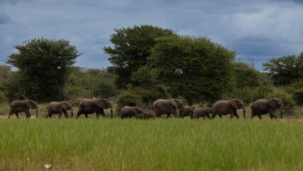 A breeding herd of African elephants at a waterhole