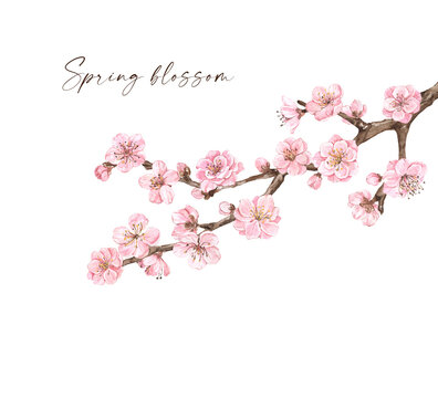 Watercolor cherry blossom painting. Pink flowers on a sakura tree branches, isolated on white background. Spring blooms illustration.
