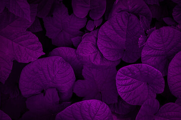 Purple leaves for backgrounds or wallpapers and designs. Purple nature background	