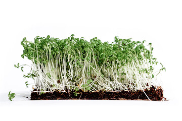 Fresh micro green watercress in the soil isolated on white background. High quality photo