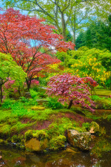 Japanese garden after rain, Park Clingendael, The Hague, Netherlands