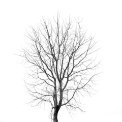 Dead Tree without Leaves on white