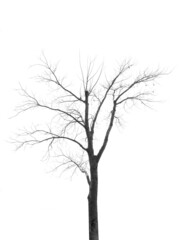 Fototapeta na wymiar Dead Tree without Leaves on white