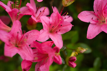 Pink Azalea Blooms in the Springtime