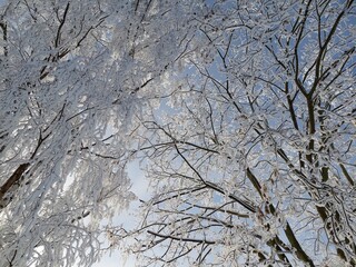 Obraz premium tree in snow