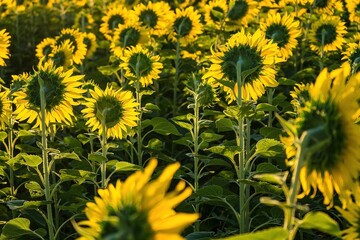 Beautiful sunflower flower blooming in sunflowers field.Thailand.