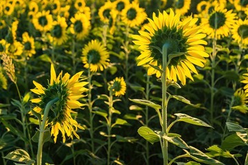 Beautiful sunflower flower blooming in sunflowers field.Thailand.