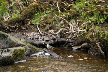 Juvenile White Throated Dipper  (Cinclus cinclus) stood on a rock in the middle of a stream