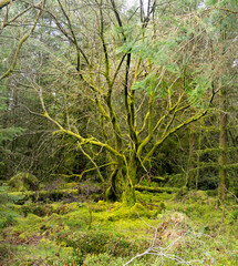 Twisted moss covered tree