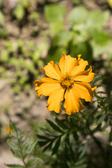 A marigold early bud in a plant.(4/7)