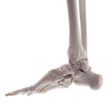 3d rendered medically accurate illustration of the dorsal cuneonavicular ligament