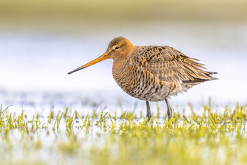Black Tailed Godwit with Bright Background