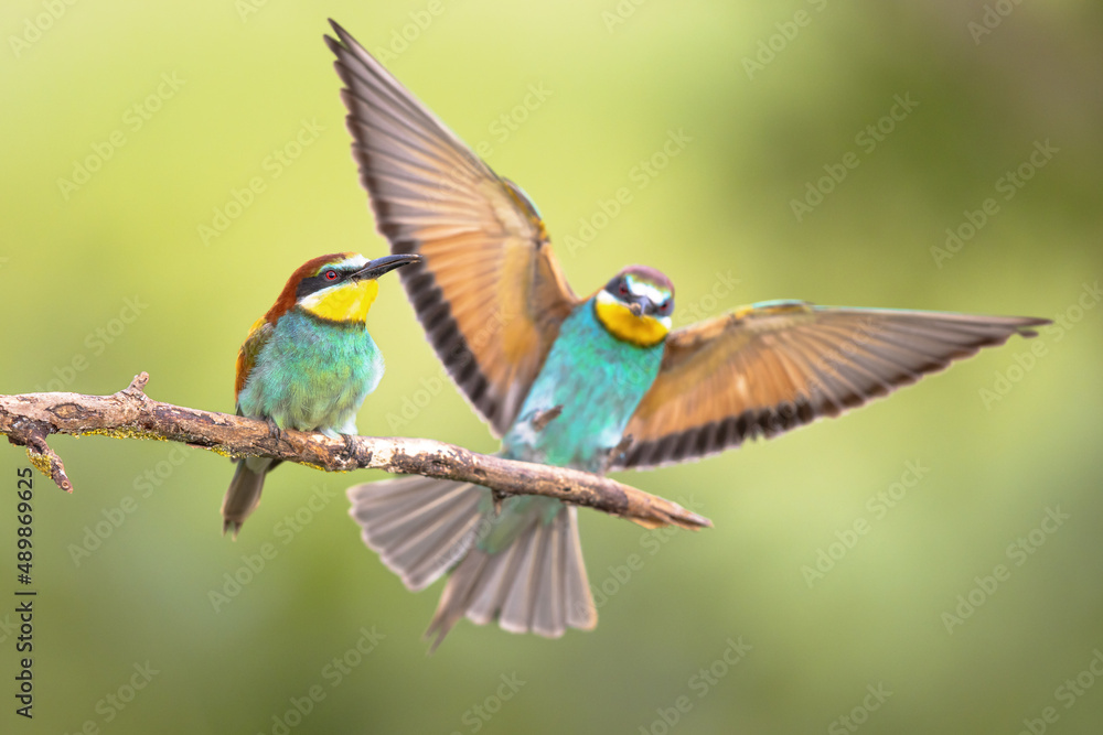 Wall mural couple of european bee eater perched on branch