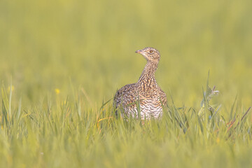 Female Little Bustard displaying in Grassland