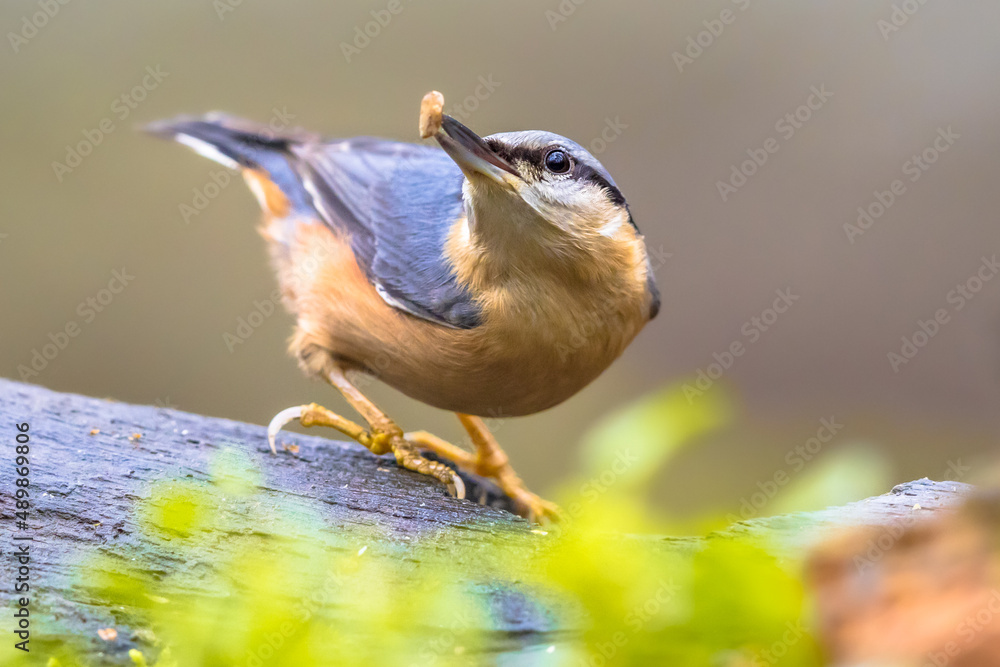 Sticker nuthatch perched on tree trunk in forest