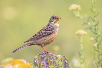 Ortolan Bunting Perched in Stone