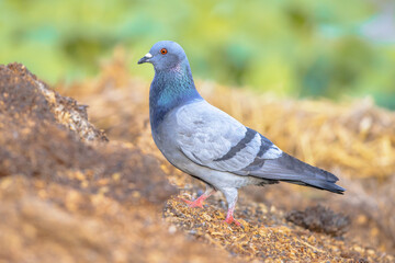 Rock Pigeon on ground with bright background