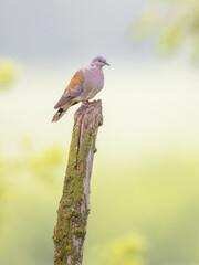 Turtle dove perched on pole
