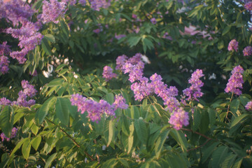 Lagerstroemia calyculata Kurz or Lythraceae flower ,Beautiful purple flower on tree