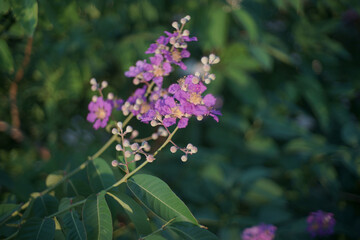 Lagerstroemia calyculata Kurz or Lythraceae flower ,Beautiful purple flower on tree