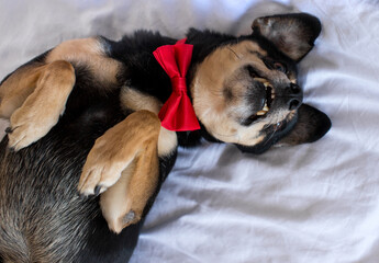 Portrait of black mongrel in a red bow tie is lying on a white bed. A black pinscher dog is lying...