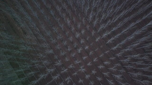 Aerial views forest in Spain